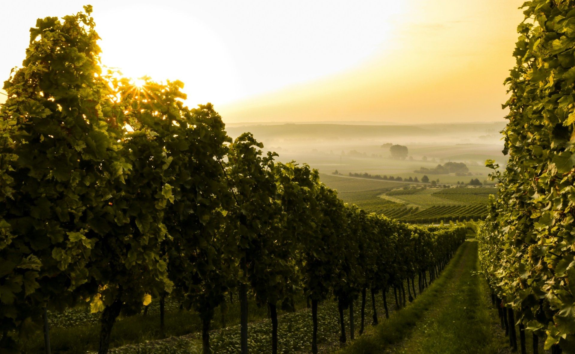 Eine hügelige Landschaft mit Weinstöcken und Feldern.